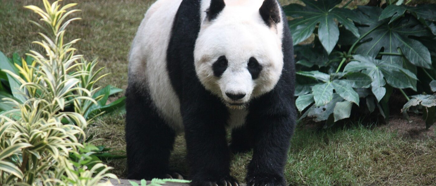 Panda revela ameaças após decidir não doar cachê de Barretos: entenda