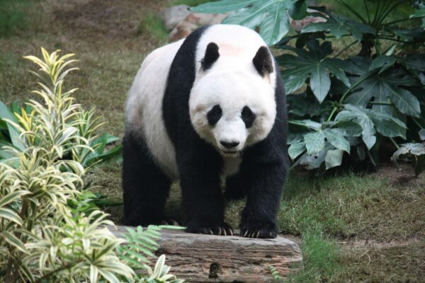 Panda revela ameaças após decidir não doar cachê de Barretos: entenda